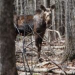 A young moose stands in a leafless forest in early spring