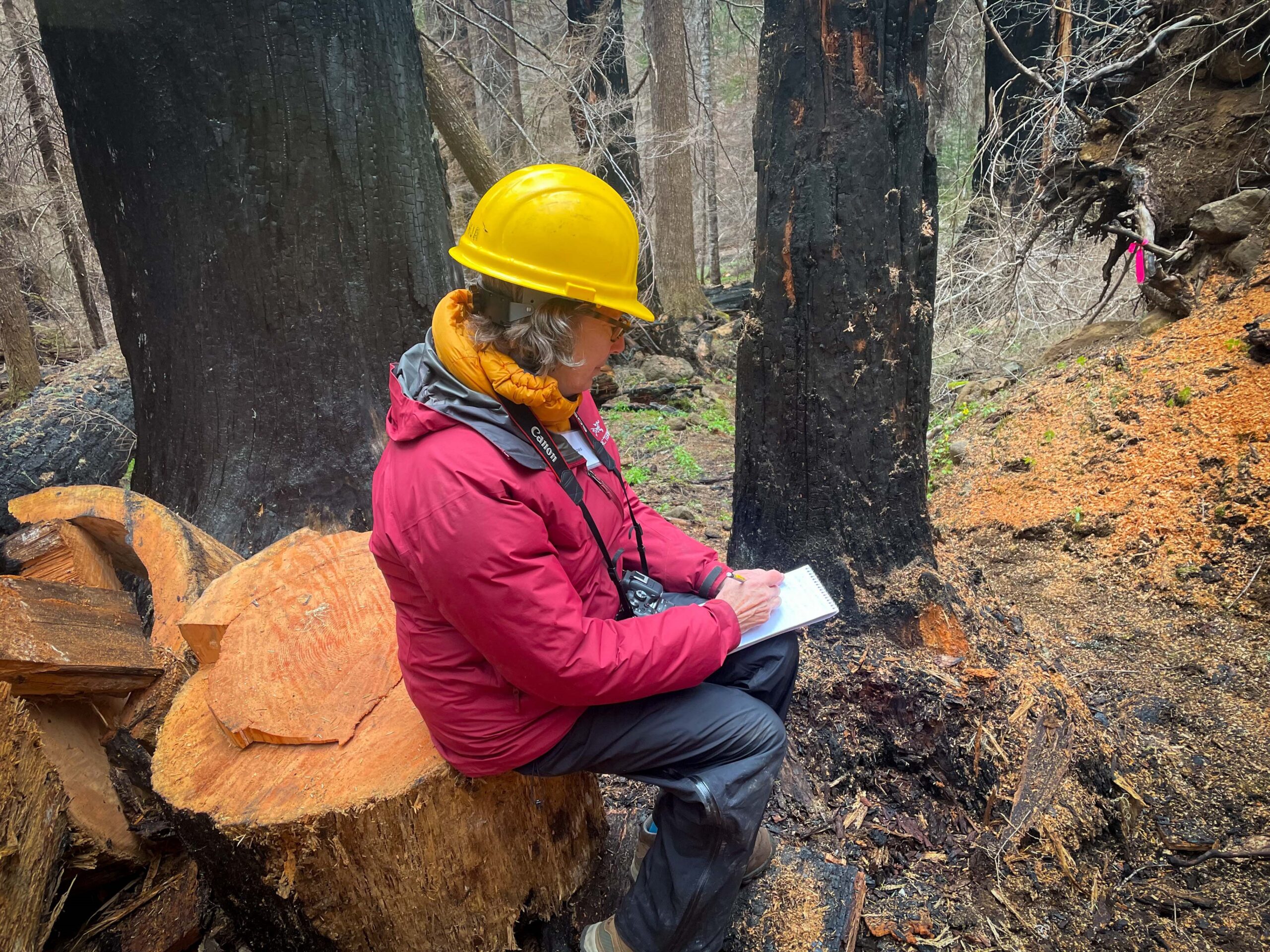 The Trees Are Speaking: Discussion on 9/24 with Author and Harvard Forest Associate Lynda Mapes
