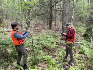 two research technicians stand in orange vests in a forest, measuring tree trunk diameter