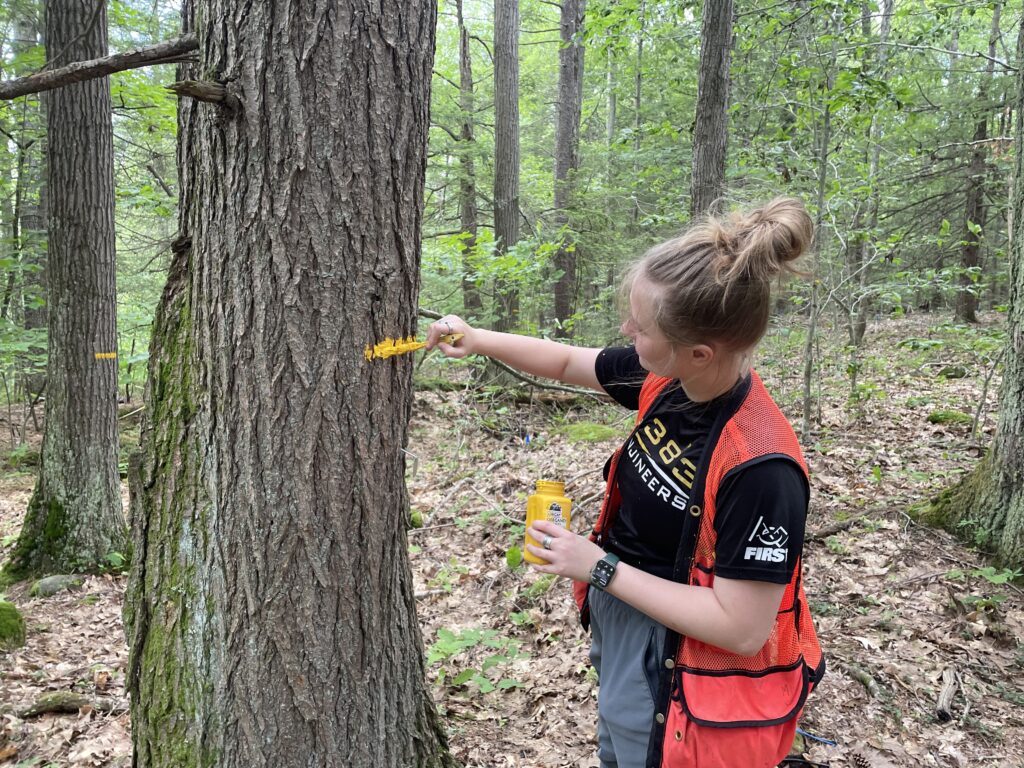 technician paints a yellow line on a tree trunk, showing that it has been measured