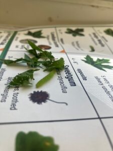close-up of a tree ID worksheet, with living leaves and a caterpillar on it