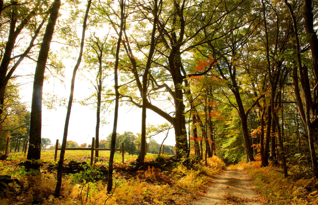 A tree-lined dirt road runs beside stone wall with a pasture on the other side.