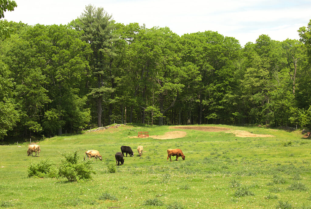 A herd of cows graze  in a field surrounded by stone walls and trees.