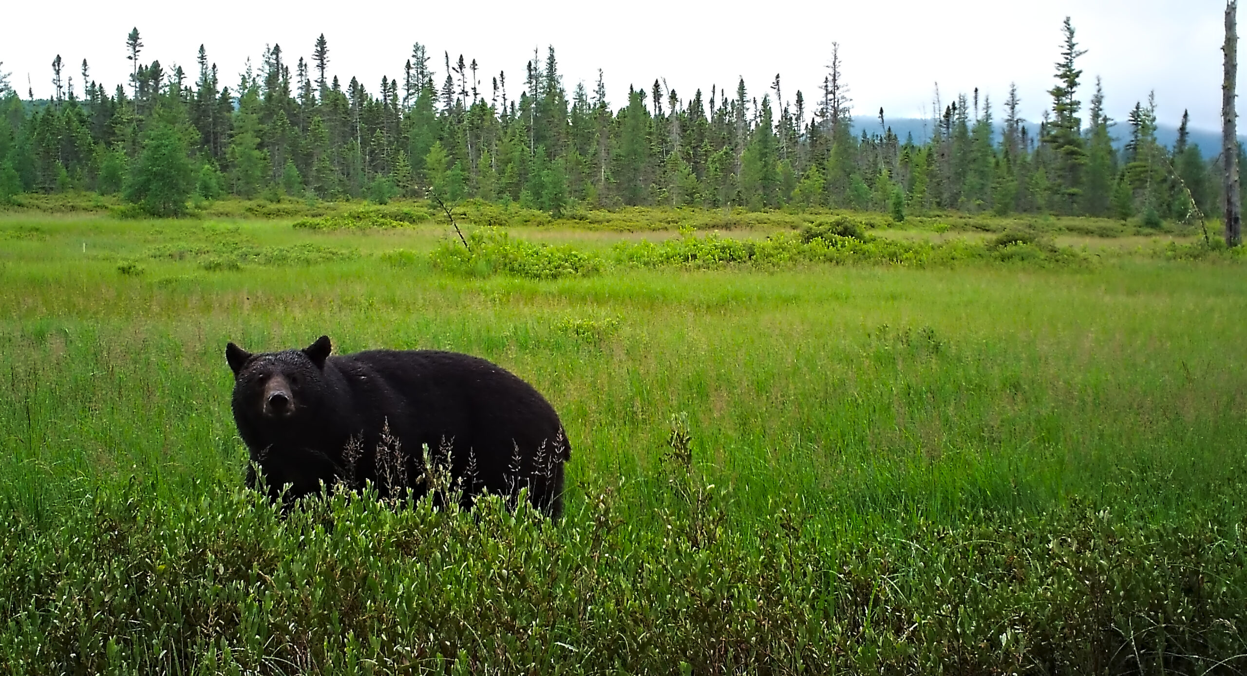 A black bear stands in a wetland full of green foliage