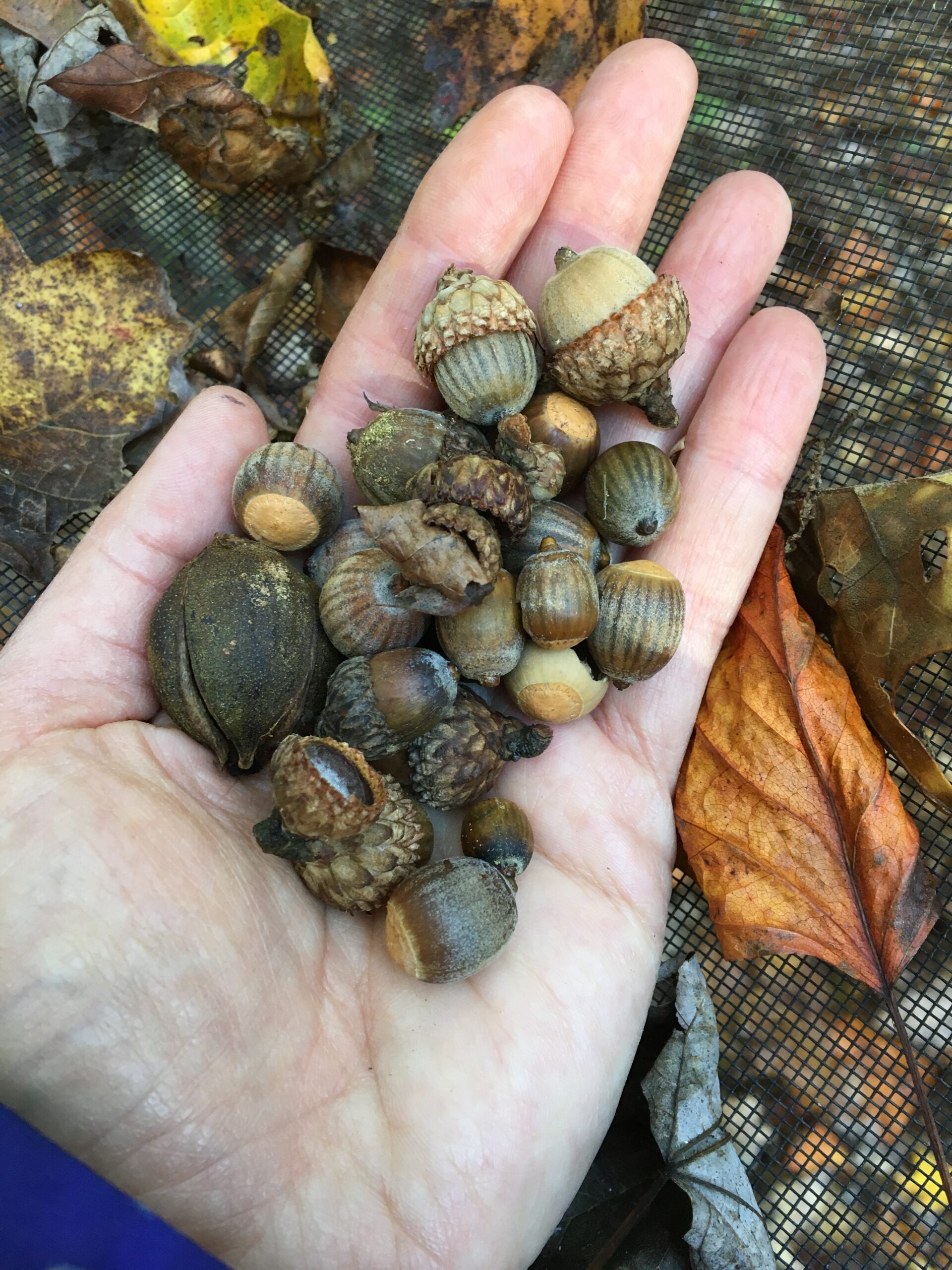 hand holding a mix of acorns and hickory seeds