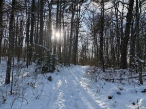 Sun filters through the trees in a snowy forest