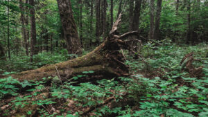 a downed tree is surrounded by moss and green plants in a dimly lit old-growth forest in Maine