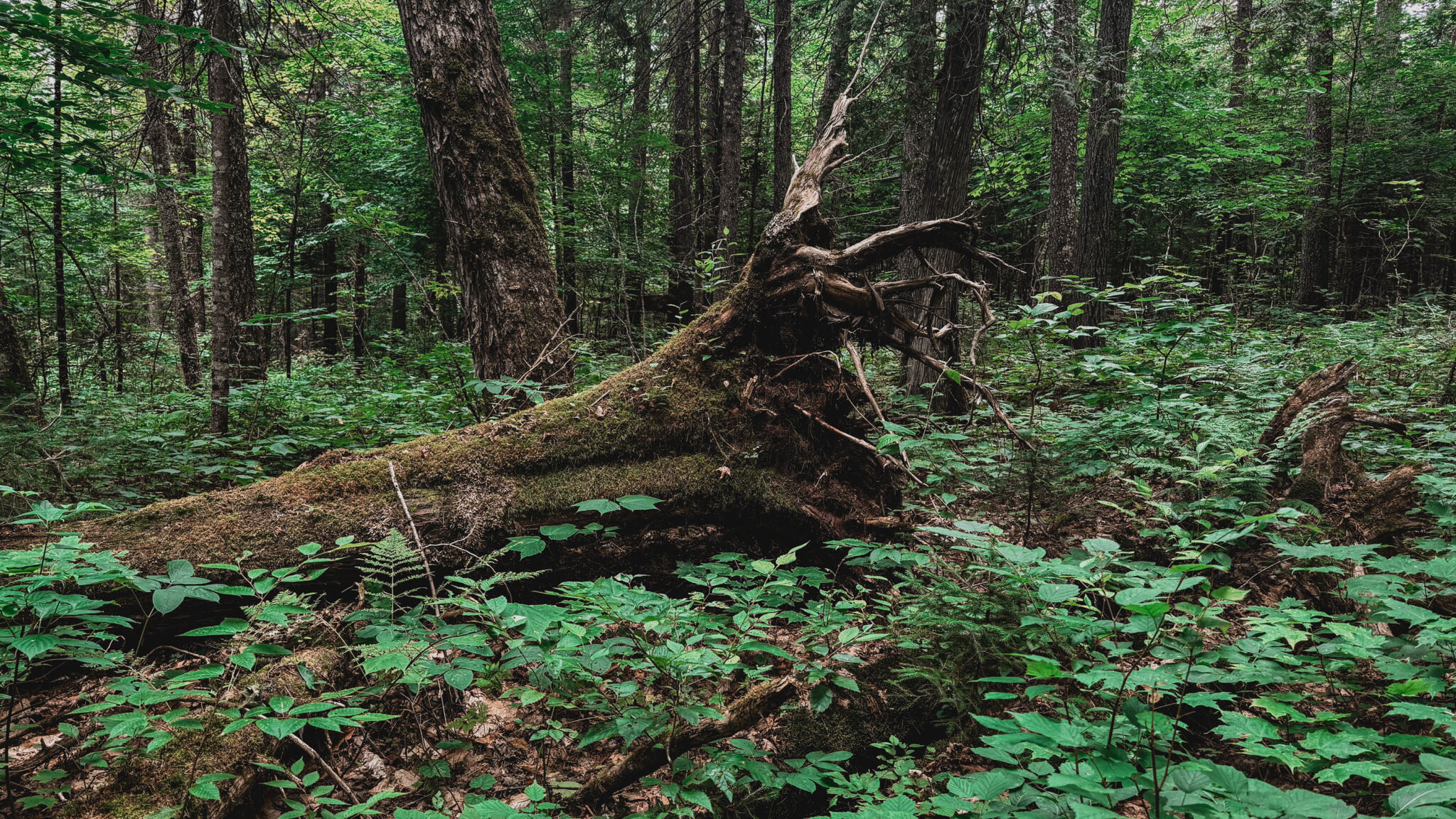 a downed tree is surrounded by moss and green plants in a dimly lit old-growth forest in Maine
