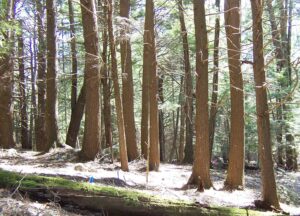 a row of hemlock trees, their trunks tagged with small metal ID tags, stand on the edge of a sunlit forest