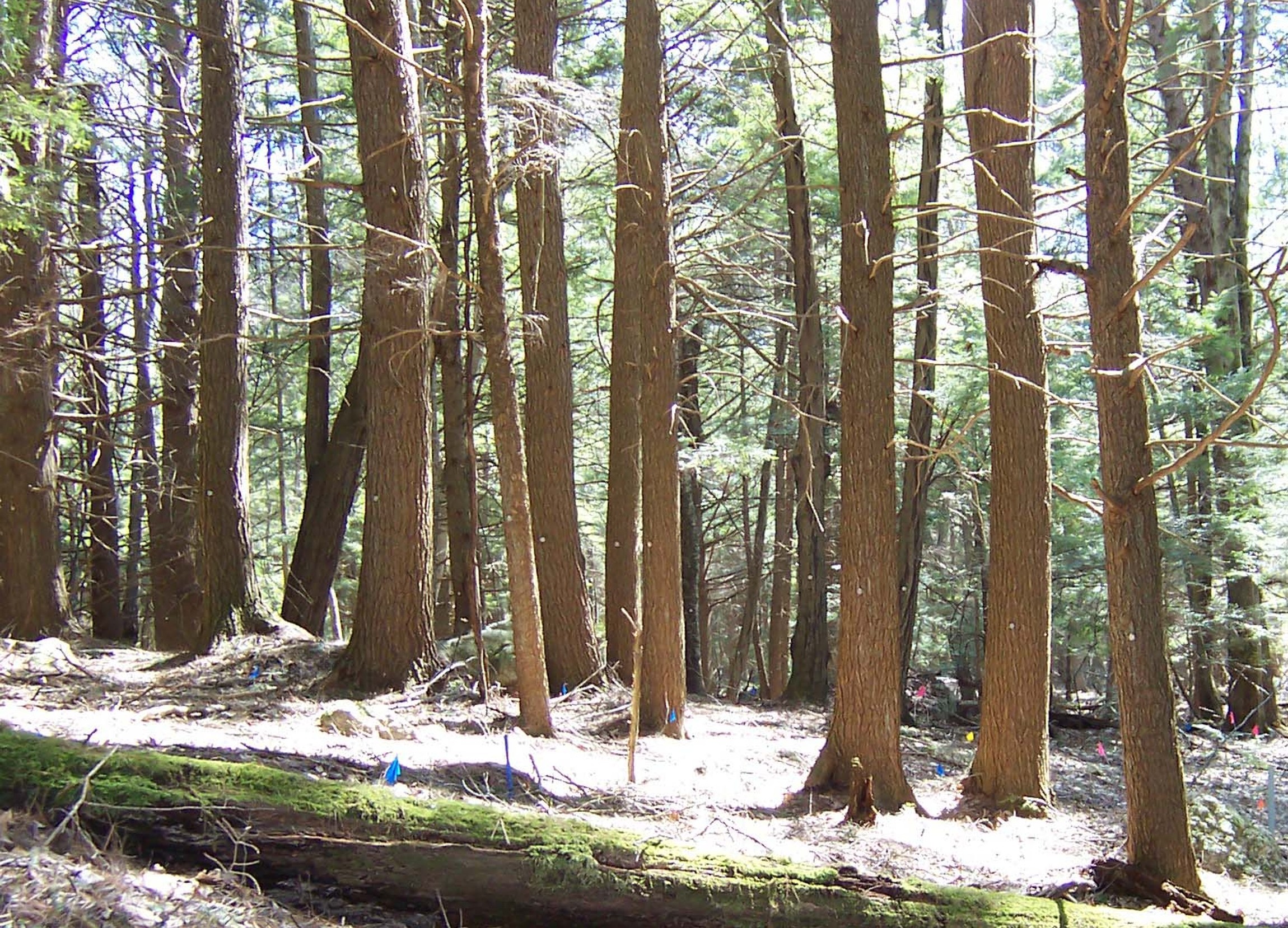 a row of hemlock trees, their trunks tagged with small metal ID tags, stand on the edge of a sunlit forest