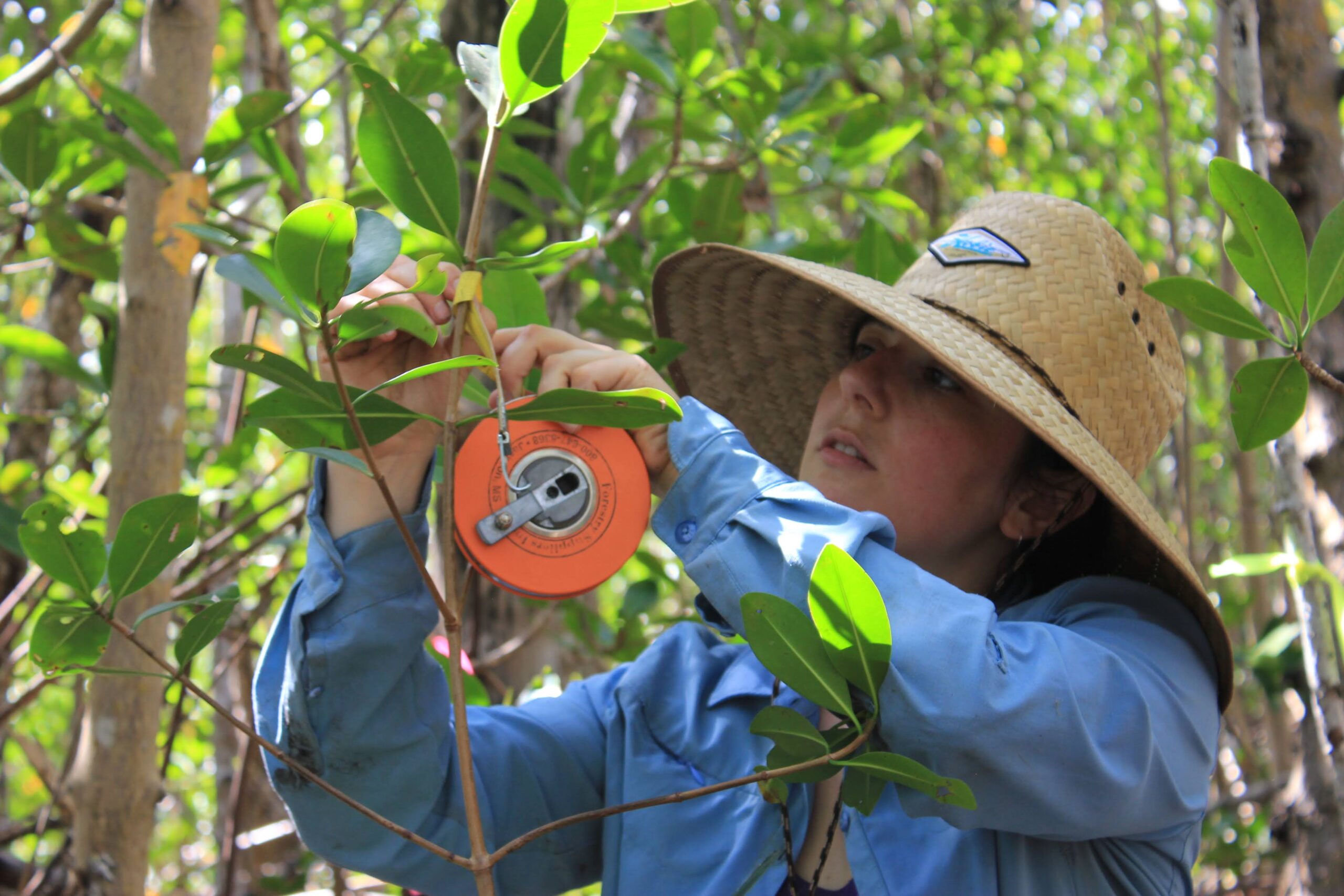 A scientist in a blue shirt measures the diameter of a tree branch in a forest.