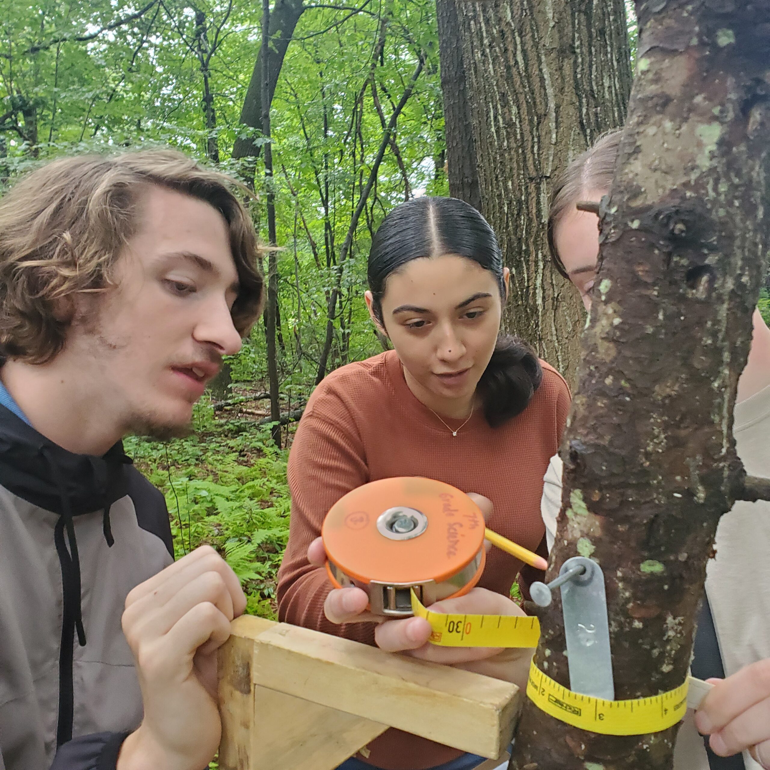 Students measuring the DBH of a tree
