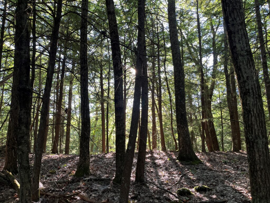 sunlight streams through tree trunks and green canopy of a forest in summer