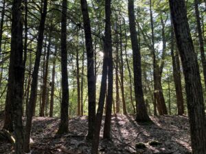 sunlight streams through tree trunks and green canopy of a forest in summer