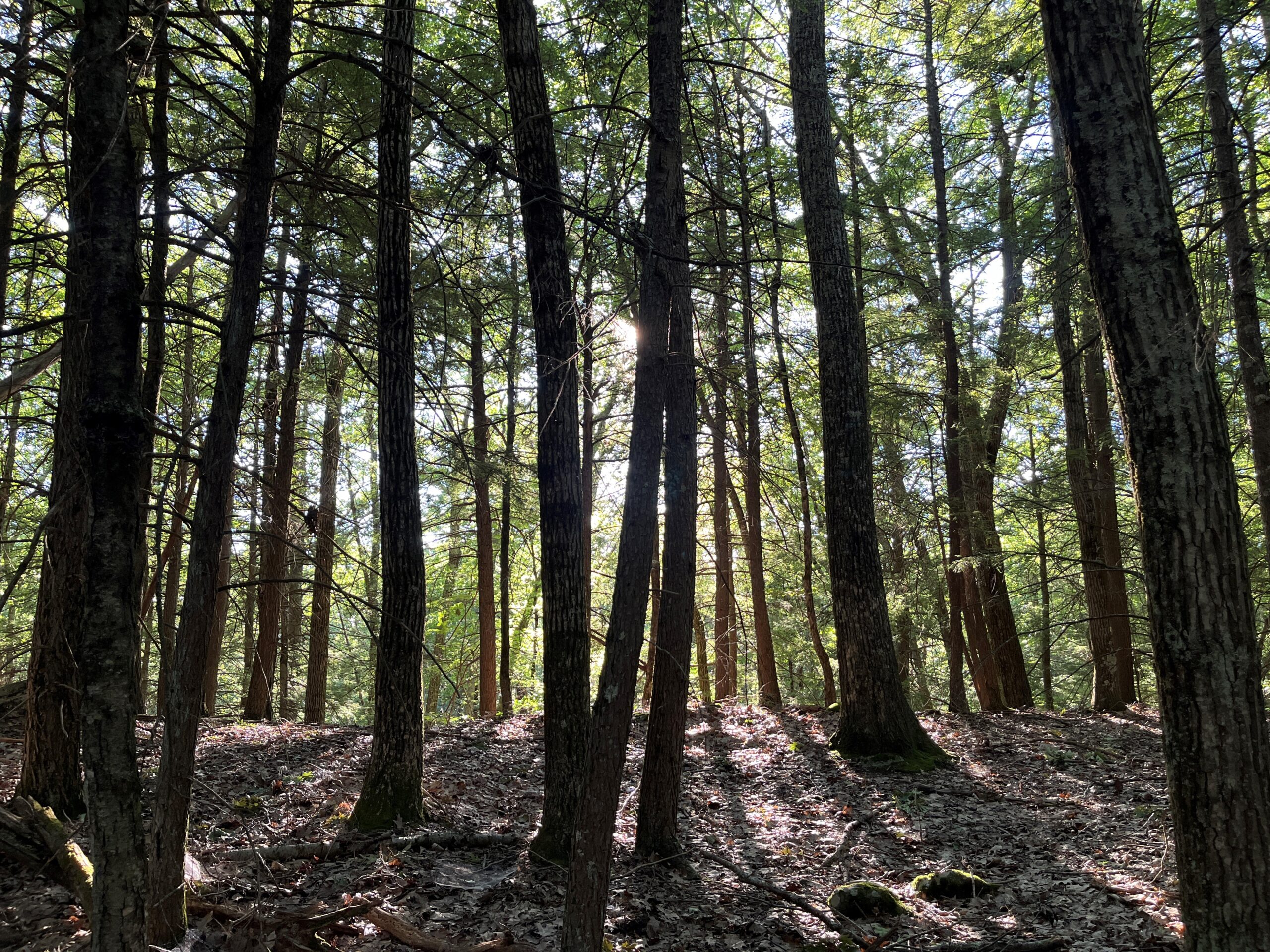 sunlight streams through tree trunks and green canopy of a forest in summer
